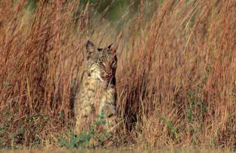 Bobcats Widespread in United States Image